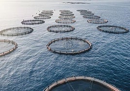 Noruega busca trabajadores para piscifactorías con un sueldo mínimo de 3.000 euros al mes