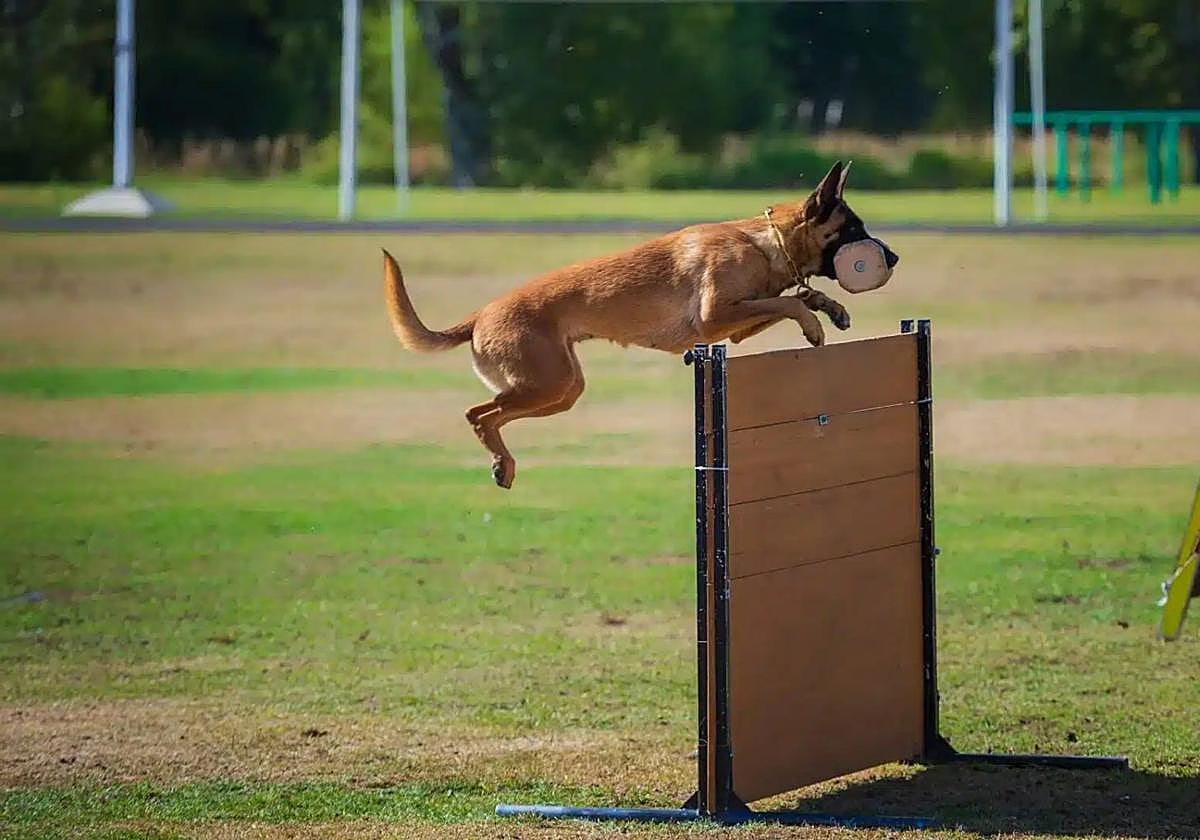 El Mundial canino aterriza en Vitoria