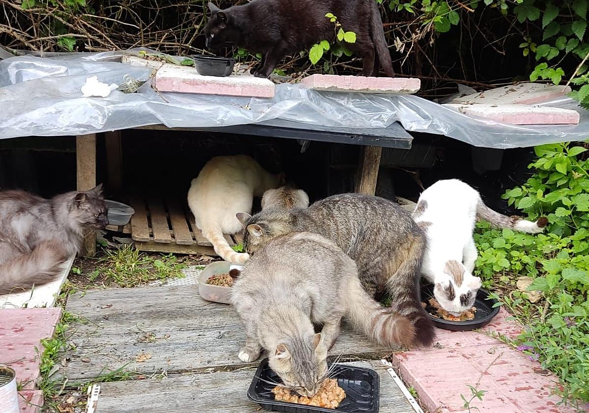Imagen de varios gatos en una de las colonias felinas de Barakaldo.