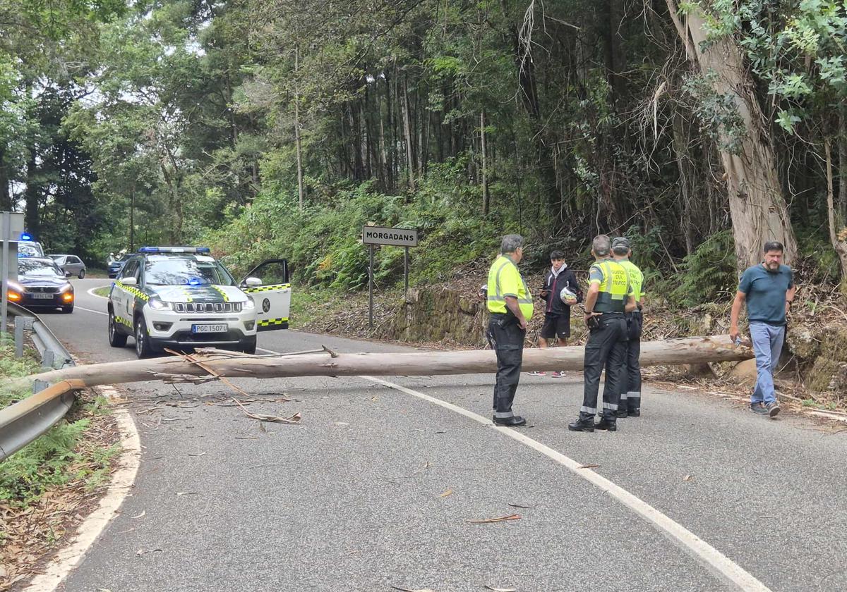 El árbol caído sobre la calzada que obligó a acortar la etapa.