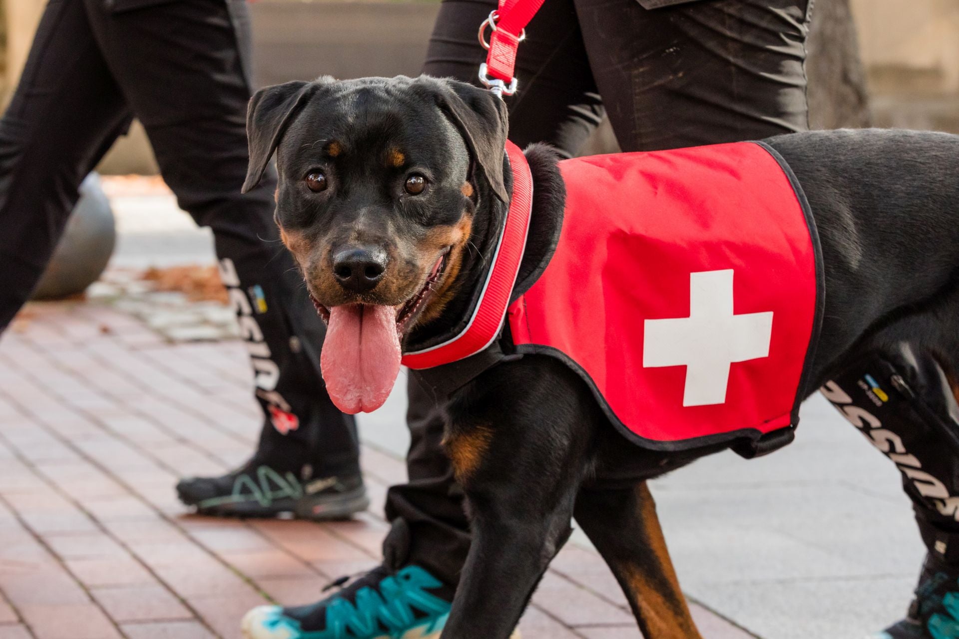 Las imágenes del Mundial canino en Vitoria