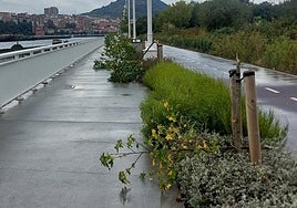 Los árboles del paseo de la ría en Lamiako habían sido plantados hace unos pocos meses.