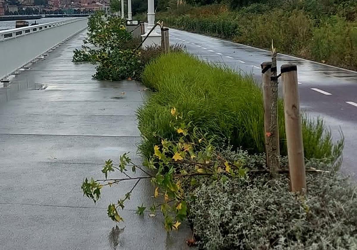 Los árboles del paseo de la ría en Lamiako habían sido plantados hace unos pocos meses.