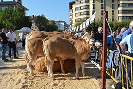 Markina vuelve este año a celebrar el campeonato de Euskadi de raza 'blonde'.