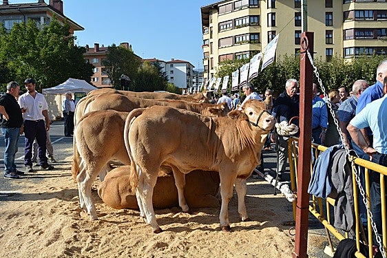 Markina vuelve este año a celebrar el campeonato de Euskadi de raza 'blonde'.