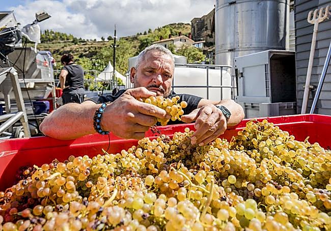 El dueño de Bodegas Tierra Carlos Fernández ha terminado la cosecha de uva blanca.