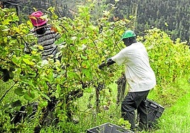 Los vendimiadores se enfrentan a largas jornadas de trabajo en las próximas semanas.