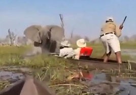 Un elefante ataca a unos turistas en un safari en África