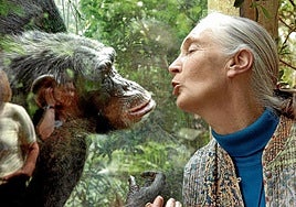 Muere Jane Goodall, la niña que quiso ser Tarzán