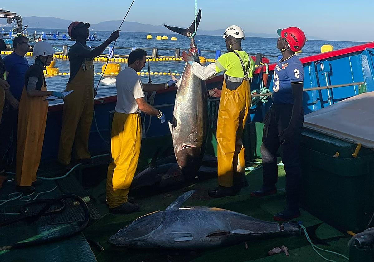 Uno de los 38 ejemplares de atún rojo sacrificados ayer en Getaria es descargado en el pesquero, Sobre cubierta, ya eviscerado, otro ejemplar en torno a los 115 kilos.
