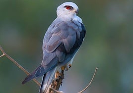 Ejemplar de elanio común en su posadero.