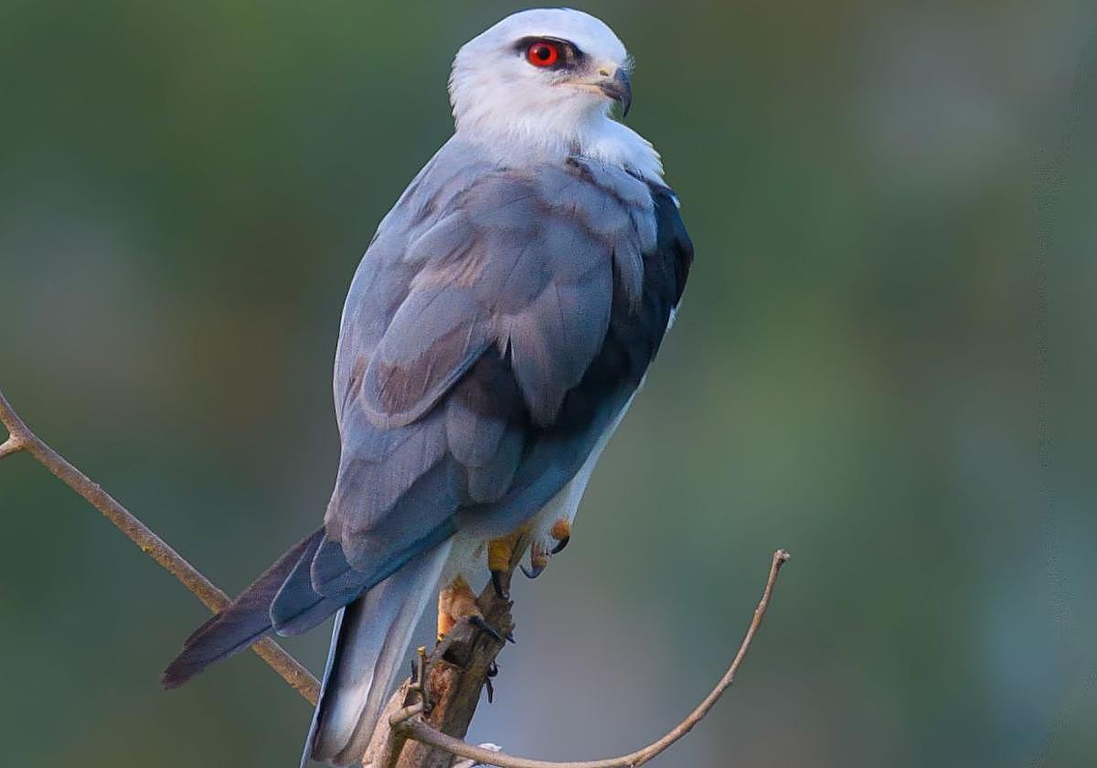 Ejemplar de elanio común en su posadero.