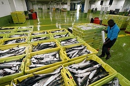 Un operario prepara las cajas de verdel descargadas en la lonja de Ondarroa.