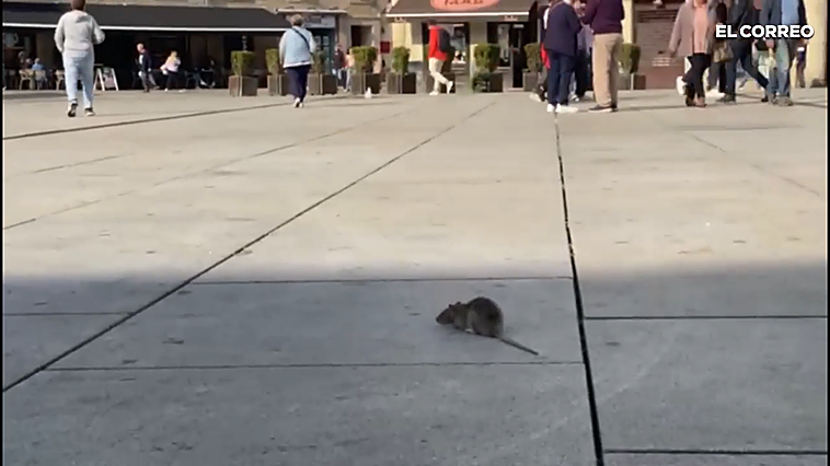 El garbeo de una rata por el centro de Vitoria