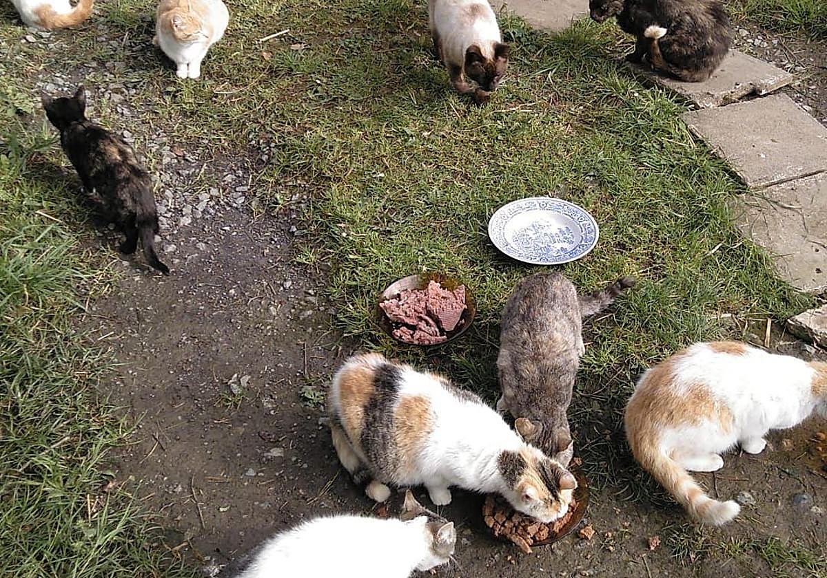 El cuidado de los animales lo realizan alimentadores y voluntarios.