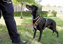 'Ivo', con la medalla al cuello, atiende las indicaciones de Manu, su guía.