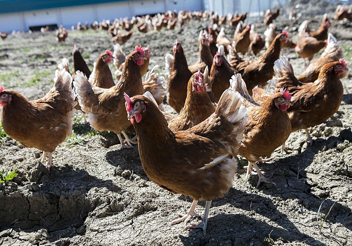 Condenado a 18 meses de cárcel por matar de un golpe a un perro que se acercó a sus gallinas