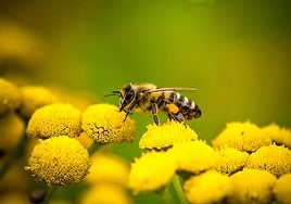 ¿Qué dos amenazas están matando a nuestras abejas?