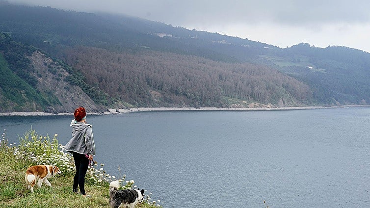 La plaga de la lagarta peluda acaba con un bosque de 7.000 pinos en Bermeo