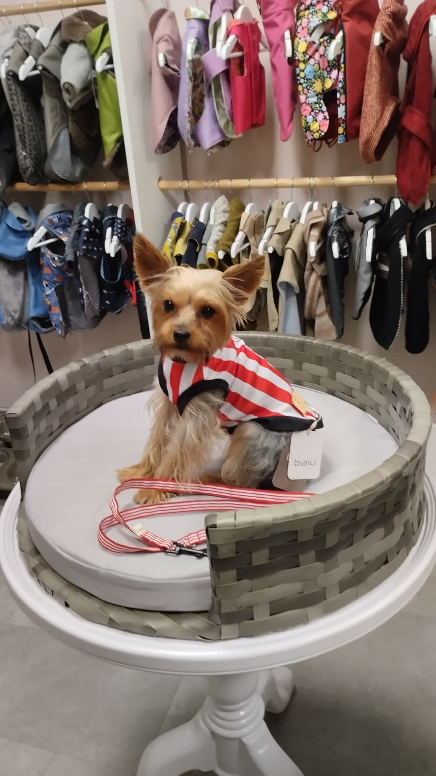 Marta, la sastre de los perros más elegantes de Bilbao: «Les tomo las medidas… ¡y hay premio!»