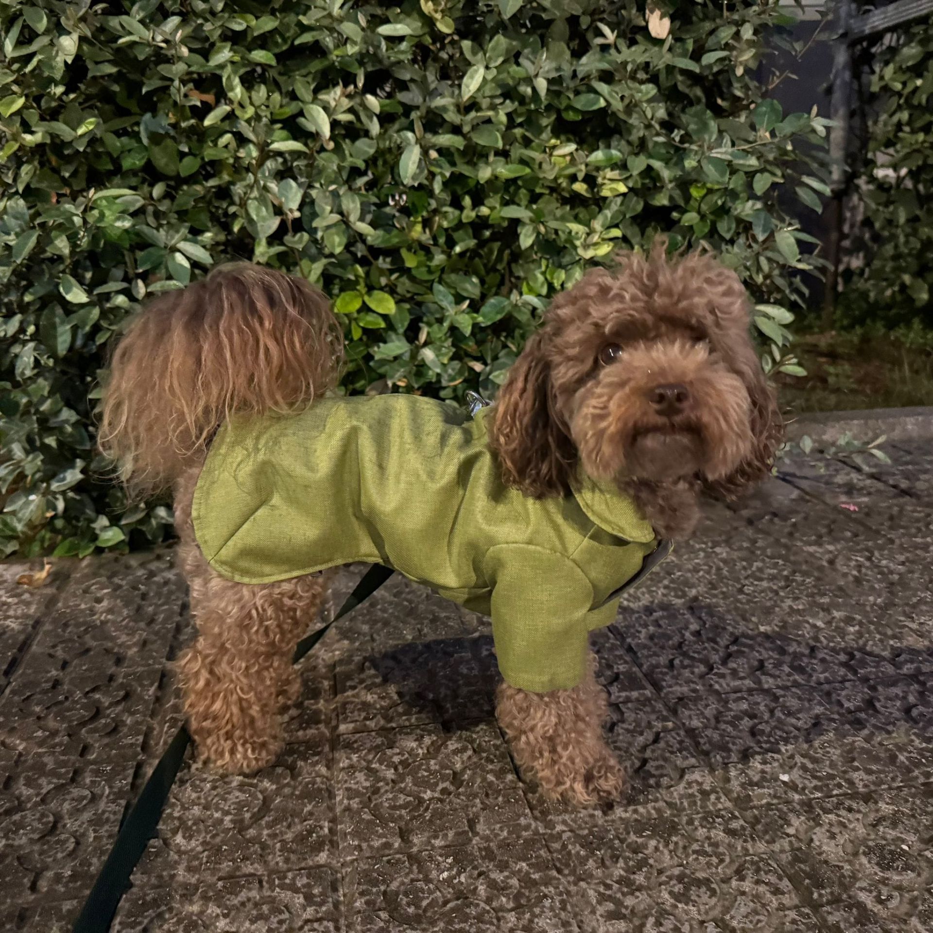 Marta, la sastre de los perros más elegantes de Bilbao: «Les tomo las medidas… ¡y hay premio!»