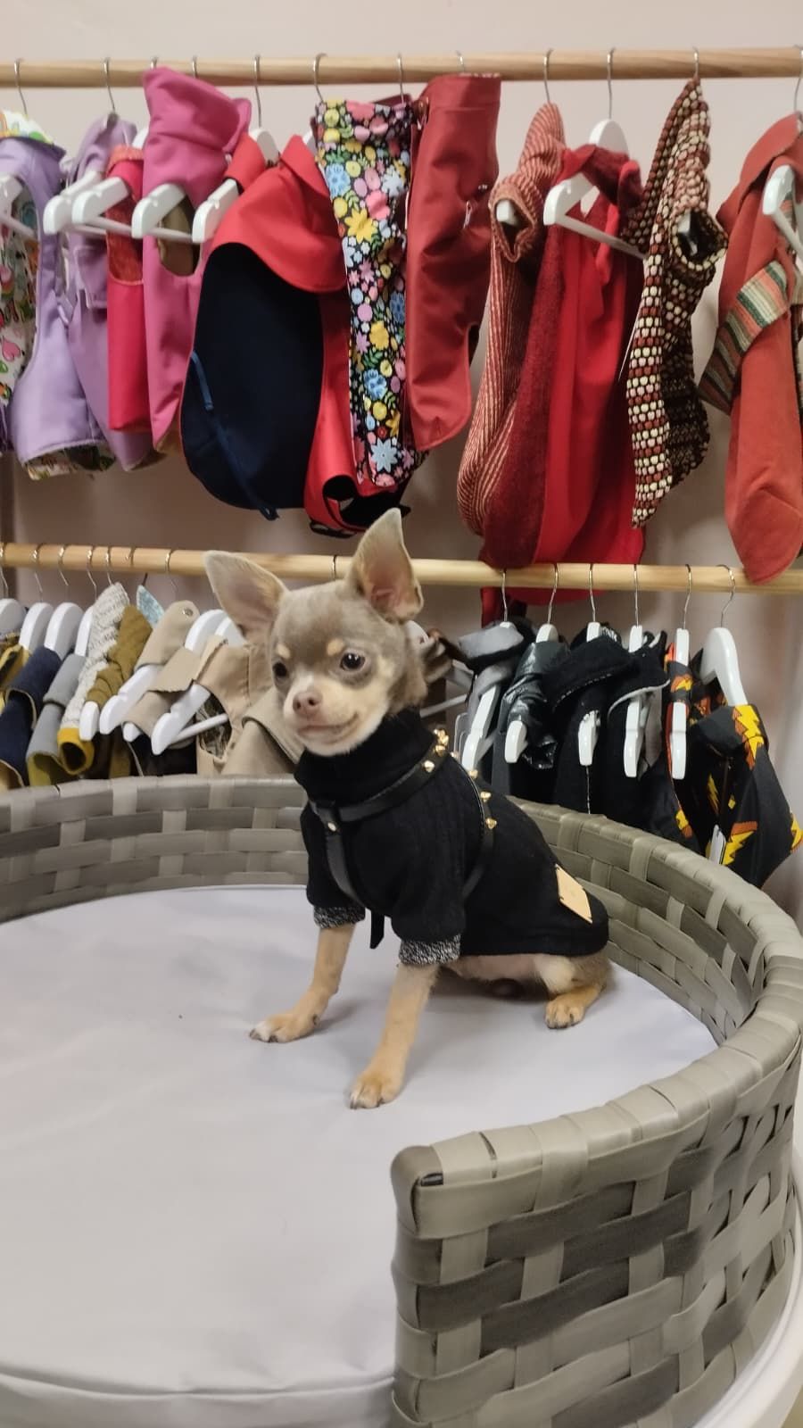 Marta, la sastre de los perros más elegantes de Bilbao: «Les tomo las medidas… ¡y hay premio!»