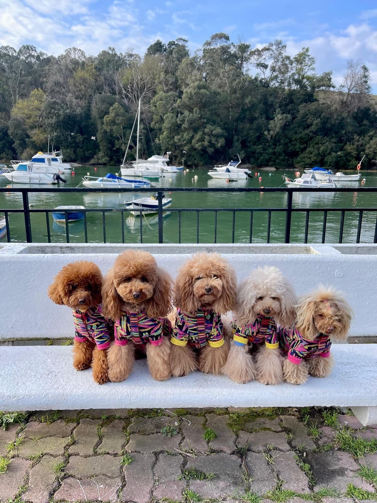 Marta, la sastre de los perros más elegantes de Bilbao: «Les tomo las medidas… ¡y hay premio!»