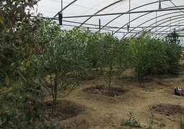 Vista de una de las plantaciones desmanteladas.