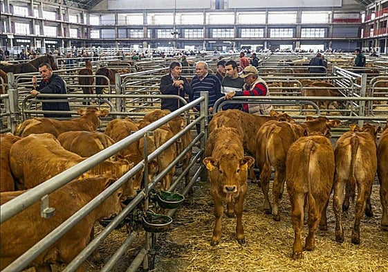 Unos ganaderos observan a los terneros en el ferial de Torrelavega, durante el pasado mes de agosto.