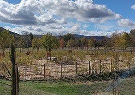 Este es el estado que presenta el espacio, sin frondosidad, a pocas jornadas de su inauguración.
