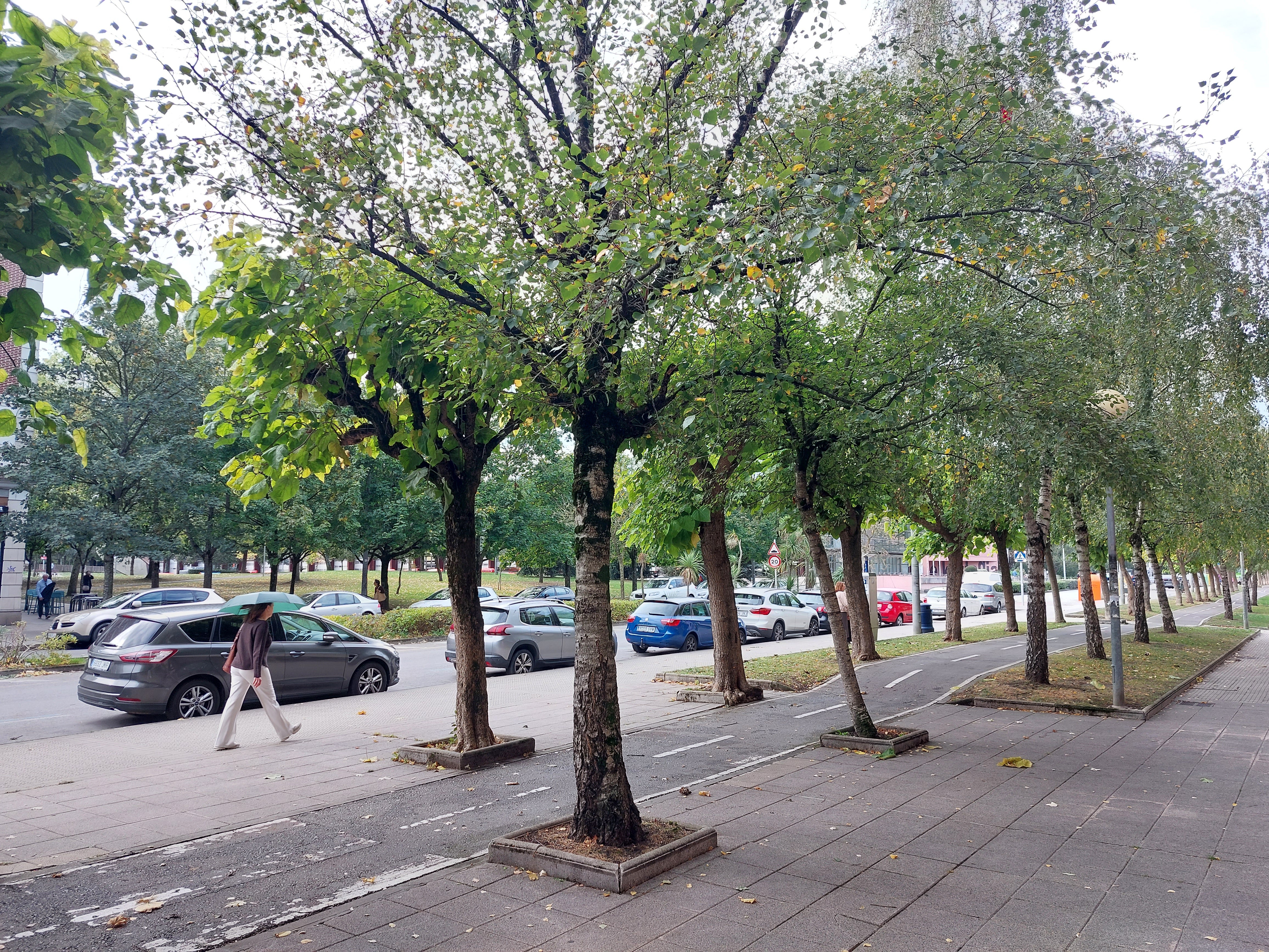 En la zona de Landako, hay una gran cantidad de árboles