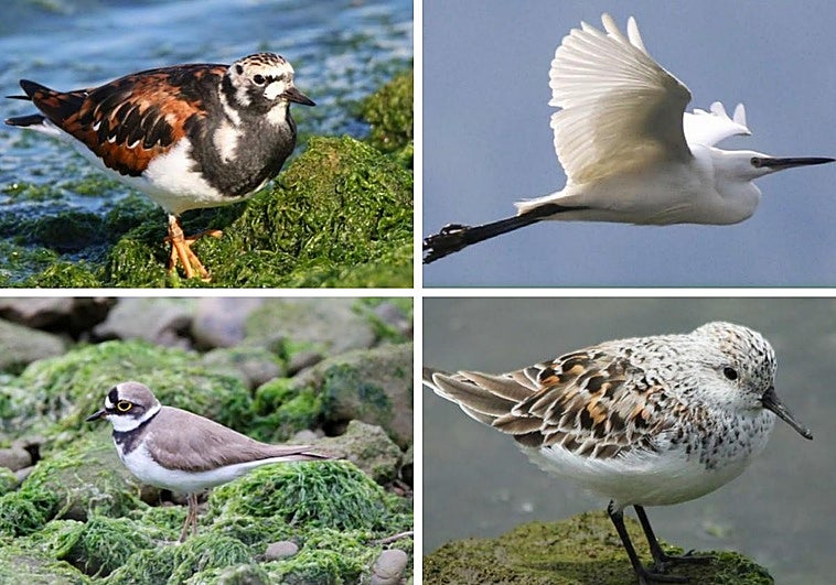 Las aves que trae a Bilbao la mejora de la Ría