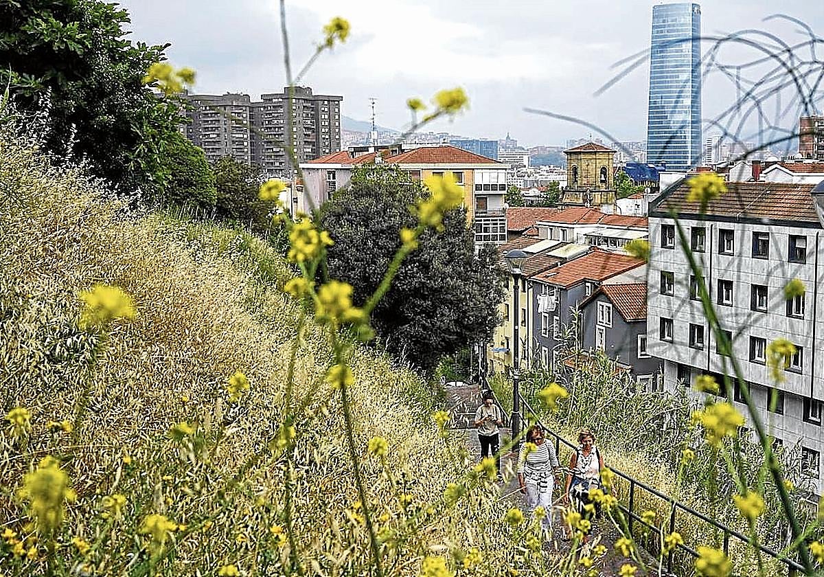 En esta zona crecen más de 130 especies silvestres, según un estudio de 2021.