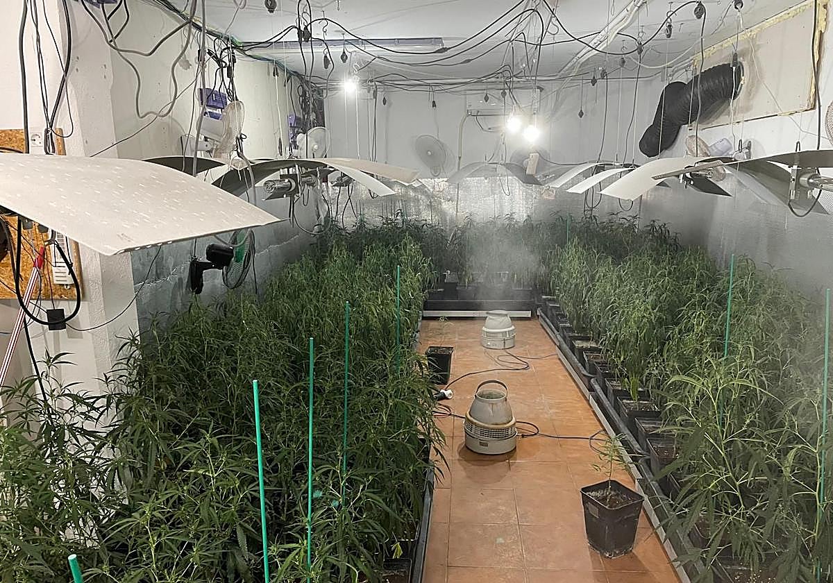 Plantación ilegal de marihuana en Mundaka.