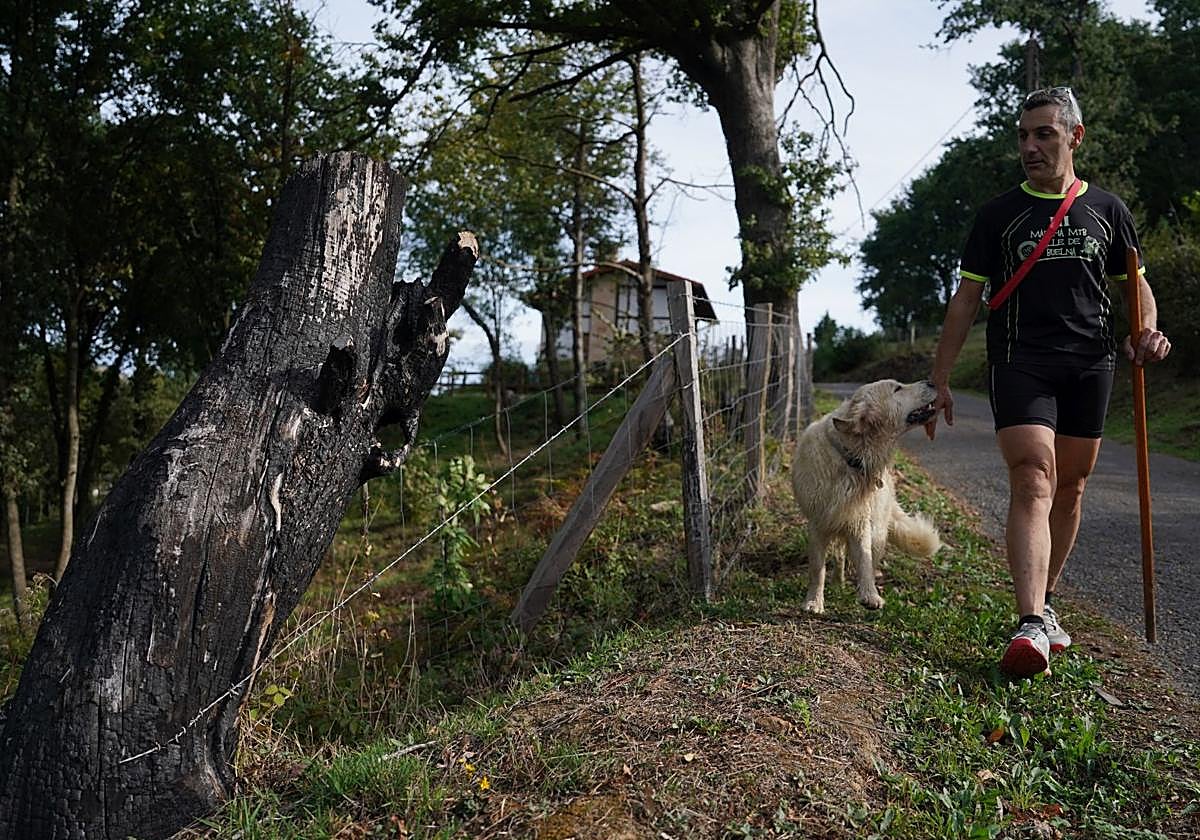 Julio César Alonso y el perro Chester pasan junto a los restos de un árbol quemado en Balmaseda.