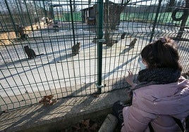 Visita de Apasos al Centro de Protección Animal.