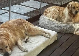 Acusan a Jota Peleteiro de abandonar a los perros que tenía con Jessica Bueno