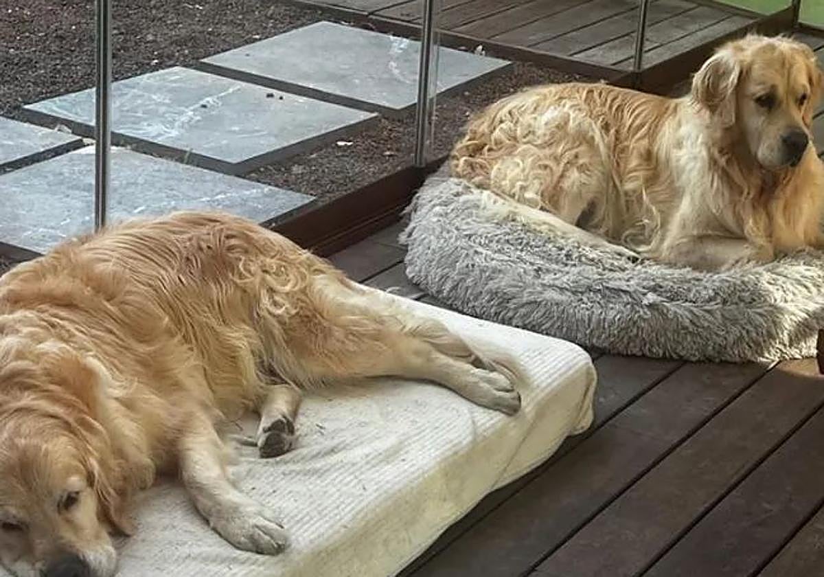 Acusan a Jota Peleteiro de abandonar a los perros que tenía con Jessica Bueno