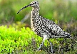 El primer pájaro que se extingue en Europa este siglo