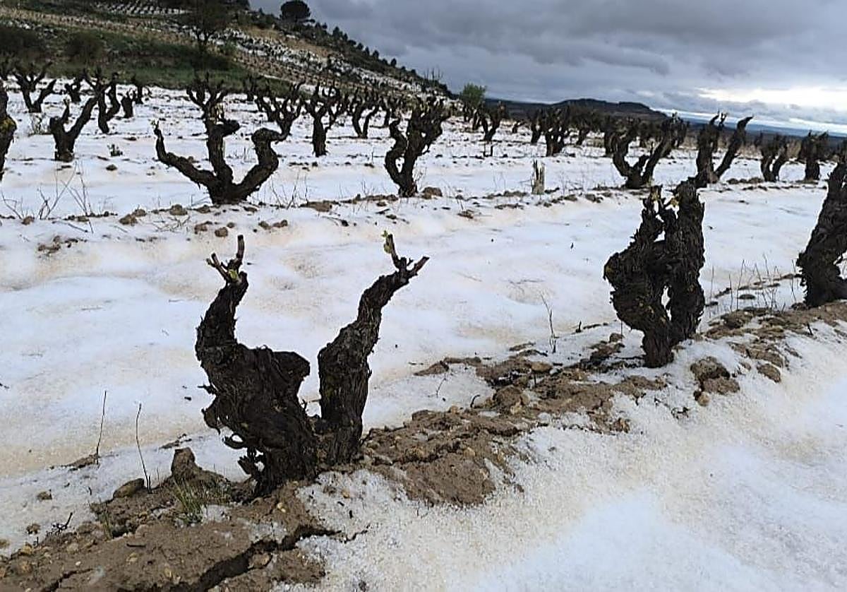Daños en el viñedo de Rioja Alavesa tras la tormenta del pasado mes de julio.