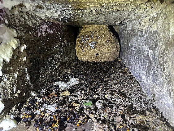 Retiran un nido con 850 avispas asiáticas del cementerio de Barakaldo