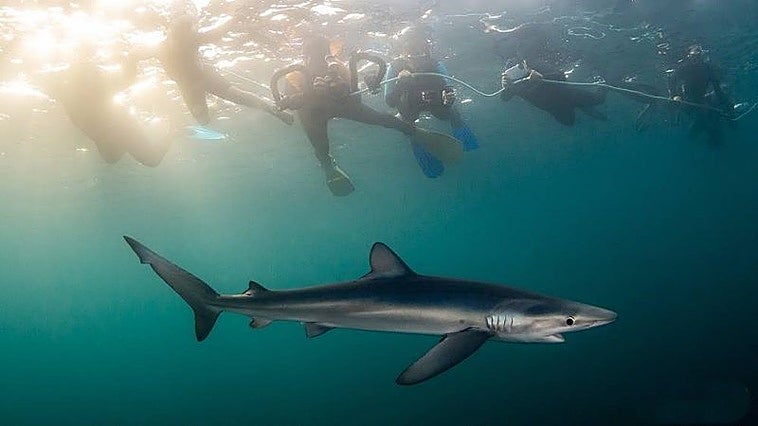 Un grupo de submarinistas observa el comportamiento de un tiburón azul o tintorera (Prionace glauca) en aguas próximas a Bermeo.