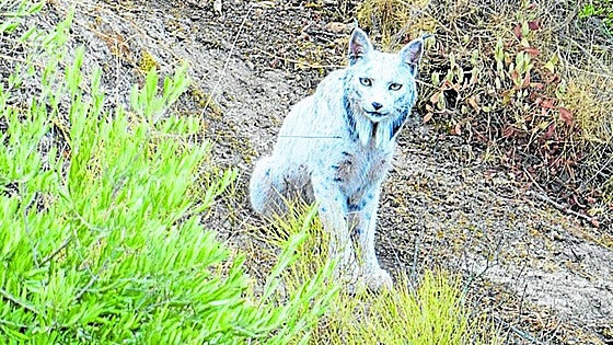El primer lince blanco, víctima del estrés