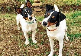 Las dos bodegueras fallecidas por los ataques de otros perros en Bakio.