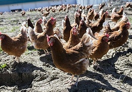 Las diputaciones vascas ven «prematura» la decisión del Ministerio de confinar a las aves ante la alerta de la gripe aviar