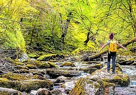 El agua limpia discurre por Irati entre el verde musgo aposentado al pie de los árboles.