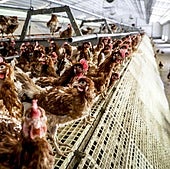 El Ministerio ordenó este jueves el confinamiento de las aves de corral.