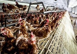 El Ministerio ordenó este jueves el confinamiento de las aves de corral.