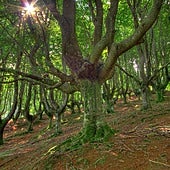 Rescatan a un ciclista de 55 años tras sufrir una caída en el parque del Gorbea