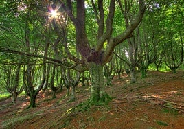 Rescatan a un ciclista de 55 años tras sufrir una caída en el parque del Gorbea